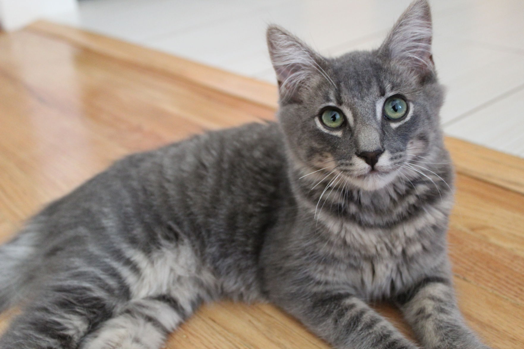Milo